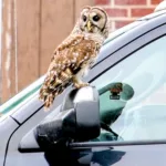 Injured owl flying high again